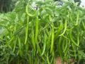 All Season Chili Seeds (20 seeds)মরিচের বীজ.