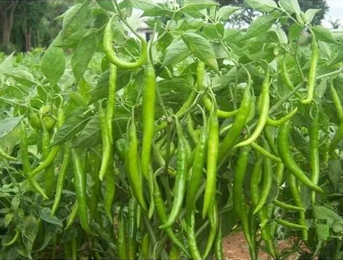 All%20Season%20Chili%20Seeds%20(20%20seeds)%E0%A6%AE%E0%A6%B0%E0%A6%BF%E0%A6%9A%E0%A7%87%E0%A6%B0%20%E0%A6%AC%E0%A7%80%E0%A6%9C%20-%20Image%203