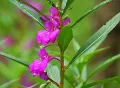দোপাটি ফুলের বীজ- ১৫ টি - Balsam Flower Mix Color. 