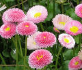 English Daisy flower Seeds -20 pcs (Imported Global Seeds).
