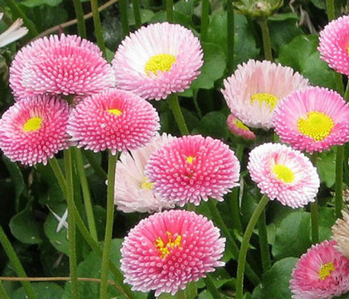 English%20Daisy%20flower%20Seeds%20-20%20pcs%20(Imported%20Global%20Seeds)%20-%20Image%202