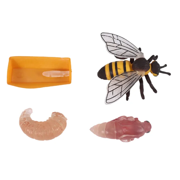 Insect Tube Pack of 4 Insect Figurines Life Cycle of Realistic Insects Figures Toys ...