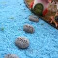 Potted Paving Stones Small Stones Potted Decor for Landscaping Garden Lawn. 