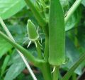 ঢেড়স বীজ - 35+ pcs Hybrid Okra/Dheros Seed For All Season পিস বীজ হাইব্রিড জাত বারোমাসি. 