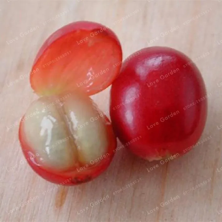 Coffee%20Bean%20Bonsai%20Home-%20grown%20Cocoa%20Bean%20Balcony%20Bonsai%20Tree%20Plant%20%20&%20seeds%20Bonsai%20Coffee%20Cherry%20Bonsai%20Home%20Graden%20Plant%20-%20Image%203