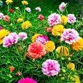 পর্তুলিকা / মসরোজ বীজ - 100/200+ Pcs Seed of Portulaca Mossrose Flower - Mixed Color All Season Imported Hybrid Seed.