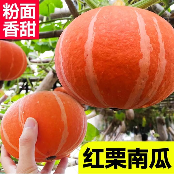 Organic%20Japanese%20Sweet%20Yellow%20Pumkin%2010+%20Seeds%20All%20Season%20-%20Image%203