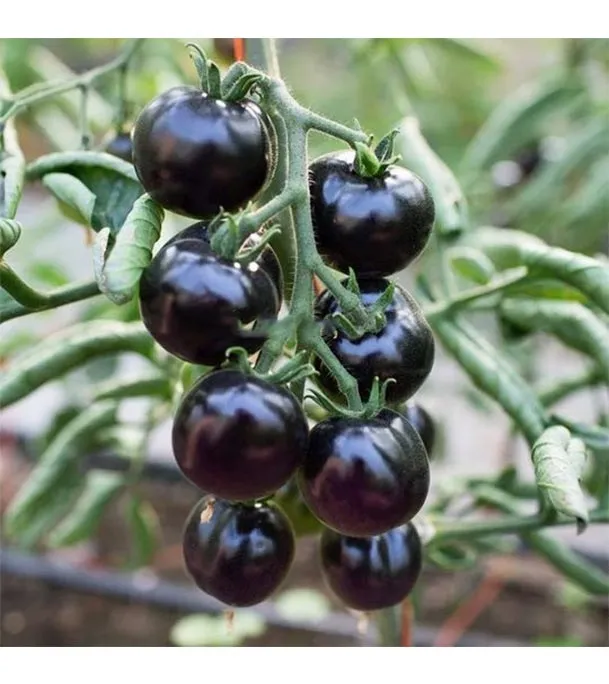 All%20Season%20Black%20Cherry%20Tomato%20Seeds%20-%2020%20Pcs%20SeedS%20-%20Image%202