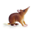 （New）Realitic Moue Rat Opoum Animal Model Figure Dek Decor Education Kid Toy. 