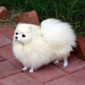 27cm Pomeranian Dog Simulation Plush Toys Lifelike Dogs Stuffed Animal Dolls Kawaii Toys for Children Birthday Christmas Gift. 