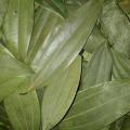 Tejpata (Bay Leaves) Loose -250Gm. 