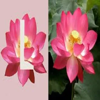 Bonsai%20Flower%20Lotus%20Flower%20for%20Lotus%20Pots%20Bonsai%20Garden%20Plants%205%20Pcs%20Seeds%20-%20Image%204