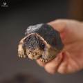 Little Snapping Turtle Statue Collectable for Bookshelf Tea House Cabinet. 