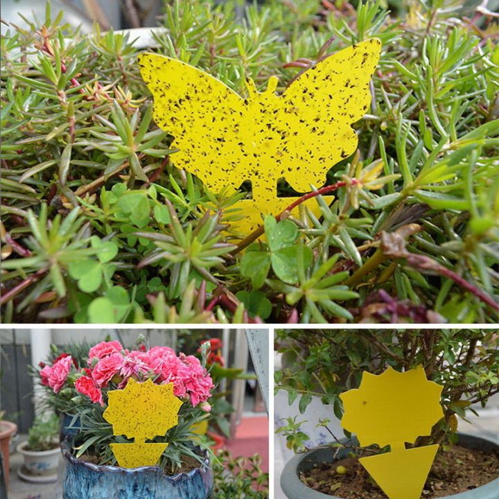 Sticky%20Traps%20Fruit%20Fly%20And%20Gnat%20Trap%20Yellow%20Sticky%20Bug%20Traps%20Insect%20Catcher%20Protect%20The%20Plant%20-%20Image%206