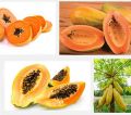 10 Pcs Yellow Gold Papaya Seeds- 10 Pcs SeedS (Imported Global Seeds ).