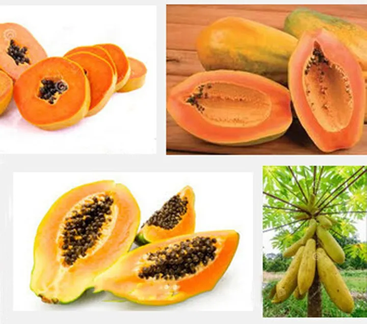 10%20Pcs%20Yellow%20Gold%20Papaya%20Seeds-%2010%20Pcs%20SeedS%20(Imported%20Global%20Seeds%20)%20-%20Image%204
