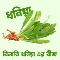 "Coriander (Bilati Dhania) 40 Piece Seeds".