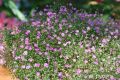 Gypsy Pink Flower Seed - 20/40 pcs Seed - পিংক বা গোলাপি কালার এর জিপসি ফুলের বীজ. 