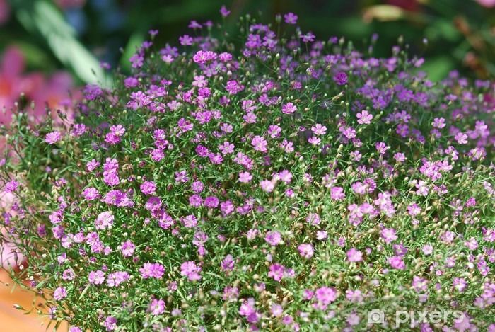 Gypsy%20Pink%20Flower%20Seed%20-%2020/40%20pcs%20Seed%20-%20%E0%A6%AA%E0%A6%BF%E0%A6%82%E0%A6%95%20%E0%A6%AC%E0%A6%BE%20%E0%A6%97%E0%A7%8B%E0%A6%B2%E0%A6%BE%E0%A6%AA%E0%A6%BF%20%E0%A6%95%E0%A6%BE%E0%A6%B2%E0%A6%BE%E0%A6%B0%20%E0%A6%8F%E0%A6%B0%20%E0%A6%9C%E0%A6%BF%E0%A6%AA%E0%A6%B8%E0%A6%BF%20%E0%A6%AB%E0%A7%81%E0%A6%B2%E0%A7%87%E0%A6%B0%20%E0%A6%AC%E0%A7%80%E0%A6%9C%20-%20Image%203
