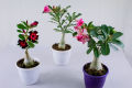 Adenium Flower Bonsai Small Plant - 01 pcs Mixed Color Flower 4 Month Age Plant. 