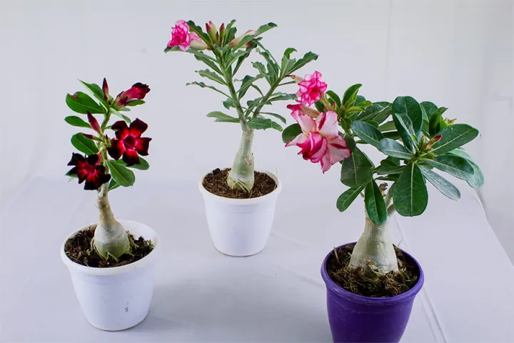 Adenium%20Flower%20Bonsai%20Small%20Plant%20-%2001%20pcs%20Mixed%20Color%20Flower%204%20Month%20Age%20Plant%20-%20Image%205