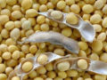 Soybean Tree Seeds -30 Pcs.
