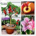 All Season Peach Tree Seeds - 5 Pcs Seeds. 