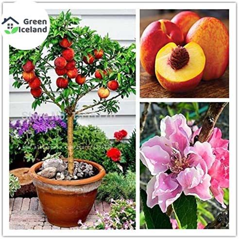 All%20Season%20Peach%20Tree%20Seeds%20-%205%20Pcs%20Seeds%20-%20Image%203