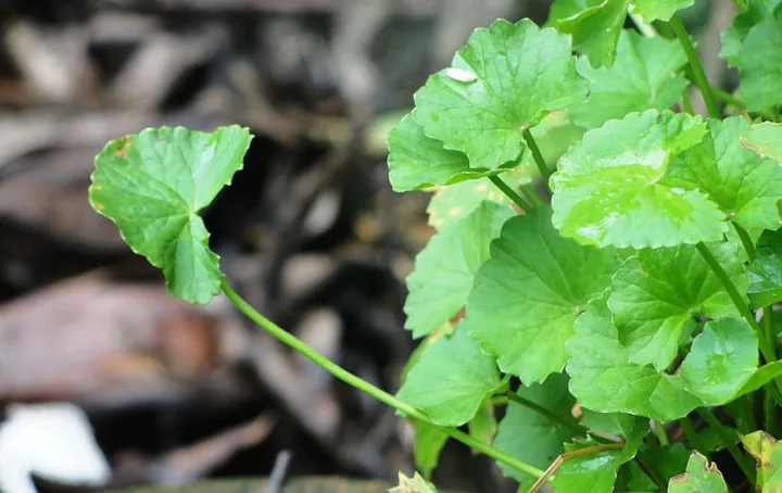 Thankuni%20Pata%20Gura/Centella%20Leaf%20Powder=100gm%20-%20Image%206