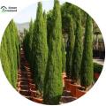 All Season Green Cypress Tree Seeds - 10 Pcs Seeds. 