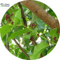 Blood Sandalwood Tree Seeds (????????? ???) - 5 Pcs Seeds (Global Seeds). 