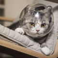 Cat space hood muzzle anti-bite collar anti licking cat protection hood breathable shame hood elizabeth ring.