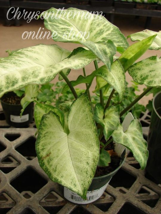 Syngonium%20plant%20indoor%20and%20outdoor%20%20plant%20%201%20pcs%20-%20Image%202
