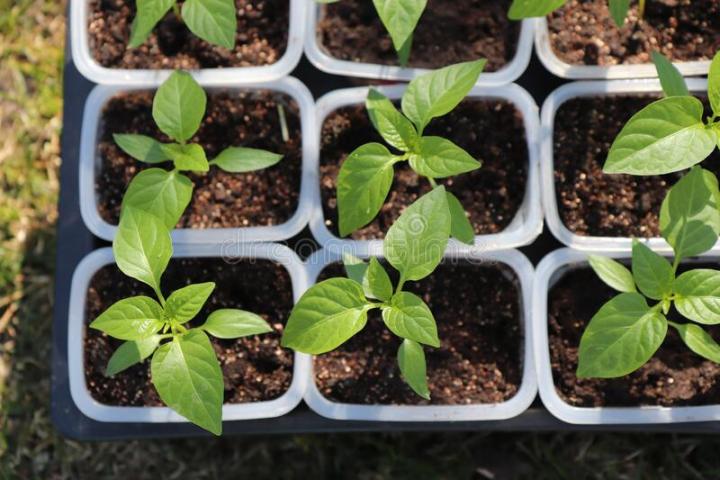 3%20Type%20Chili%20Seed%20Combo%20Pack%20-%20Capcicum,%20Long%20Chili%20&%20Suryamukhi%20Chili-%20%E0%A6%95%E0%A7%8D%E0%A6%AF%E0%A6%BE%E0%A6%AA%E0%A6%B8%E0%A6%BF%E0%A6%95%E0%A6%BE%E0%A6%AE,%20%E0%A6%B2%E0%A6%AE%E0%A7%8D%E0%A6%AC%E0%A6%BE%20%E0%A6%AE%E0%A6%B0%E0%A6%BF%E0%A6%9A%20%E0%A6%93%20%E0%A6%B8%E0%A7%82%E0%A6%B0%E0%A7%8D%E0%A6%AF%E0%A6%AE%E0%A7%81%E0%A6%96%E0%A7%80%20%E0%A6%AE%E0%A6%B0%E0%A6%BF%E0%A6%9A%E0%A7%87%E0%A6%B0%20%20%E0%A6%AF%E0%A6%A5%E0%A6%BE%E0%A6%95%E0%A7%8D%E0%A6%B0%E0%A6%AE%E0%A7%87%20%E0%A7%A8%E0%A7%AB,%20%E0%A7%AB%E0%A7%A6%20%E0%A6%93%20%E0%A7%A8%E0%A7%A6%20%E0%A6%9F%E0%A6%BE%20%E0%A6%95%E0%A6%B0%E0%A7%87%20%E0%A6%AC%E0%A7%80%E0%A6%9C%20%E0%A6%A5%E0%A6%BE%E0%A6%95%E0%A6%AC%E0%A7%87%20-%20Combo%20code%20-%20veg1%20-%20Image%202