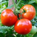 Summer Tomato - 15/30 pcs  F1 Hybrid Seed -  গ্রিষ্মকালিন টমাটো হাইব্রিড বিজ অসময় বা বারমারই বপন করা যায়. 