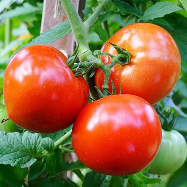 Summer%20Tomato%20-%2015/30%20pcs%20%20F1%20Hybrid%20Seed%20-%20%20%E0%A6%97%E0%A7%8D%E0%A6%B0%E0%A6%BF%E0%A6%B7%E0%A7%8D%E0%A6%AE%E0%A6%95%E0%A6%BE%E0%A6%B2%E0%A6%BF%E0%A6%A8%20%E0%A6%9F%E0%A6%AE%E0%A6%BE%E0%A6%9F%E0%A7%8B%20%E0%A6%B9%E0%A6%BE%E0%A6%87%E0%A6%AC%E0%A7%8D%E0%A6%B0%E0%A6%BF%E0%A6%A1%20%E0%A6%AC%E0%A6%BF%E0%A6%9C%20%E0%A6%85%E0%A6%B8%E0%A6%AE%E0%A7%9F%20%E0%A6%AC%E0%A6%BE%20%E0%A6%AC%E0%A6%BE%E0%A6%B0%E0%A6%AE%E0%A6%BE%E0%A6%B0%E0%A6%87%20%E0%A6%AC%E0%A6%AA%E0%A6%A8%20%E0%A6%95%E0%A6%B0%E0%A6%BE%20%E0%A6%AF%E0%A6%BE%E0%A7%9F%20-%20Image%206