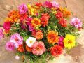 পর্তুলিকা / মসরোজ বীজ - 100/200+ Pcs Seed of Portulaca Mossrose Flower - Mixed Color All Season Imported Hybrid Seed.