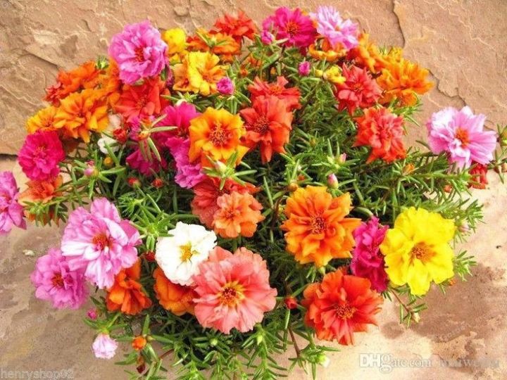 %E0%A6%AA%E0%A6%B0%E0%A7%8D%E0%A6%A4%E0%A7%81%E0%A6%B2%E0%A6%BF%E0%A6%95%E0%A6%BE%20/%20%E0%A6%AE%E0%A6%B8%E0%A6%B0%E0%A7%8B%E0%A6%9C%20%20%E0%A6%AC%E0%A7%80%E0%A6%9C%20-%20100/200+%20Pcs%20Seed%20of%20Portulaca%20Mossrose%20Flower%20%20-%20Mixed%20Color%20All%20Season%20Imported%20Hybrid%20Seed%20-%20Image%204