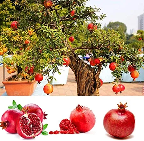 Pomegranate%20Tree%20Seeds%20-20pcs%20seeds(Imported%20Global%20Seeds)%20-%20Image%203