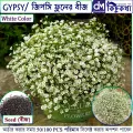 জিপসি / Gypsy Flower Seed - 50/100+ pcs White Color Gypsy Flower Seed All Season - সাদা রঙ এর জিপসি ফুলের বীজ.
