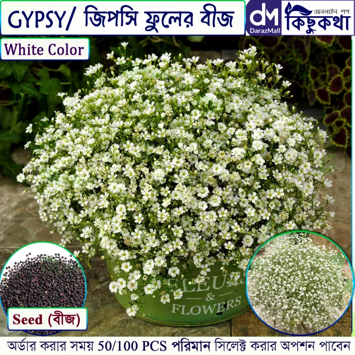 জিপসি / Gypsy Flower Seed - 50/100+ pcs White Color Gypsy Flower Seed All Season - সাদা রঙ এর জিপসি ফুলের বীজ