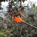 Fruit Catcher Head Fruit Harvest Tool. 