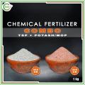 Potash/MOP + TSP (Chemical Fertilizer Combo) - 500+500 = 1 Kg. 
