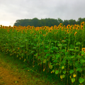 Deshi Sunflower Oil - 500 ml. 