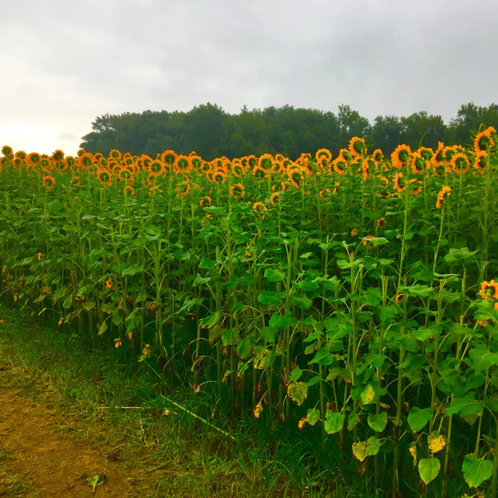 Deshi%20Sunflower%20Oil%20-%20500%20ml%20-%20Image%202