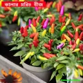 All Season Color Ornamental Chili Seeds - 30+ Pcs Seeds.
