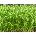 Jambu Plus Hybrid Grass Seeds 100 Pcs seeds. 
