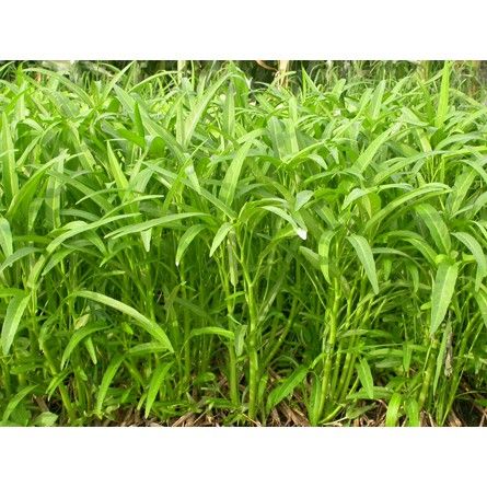 Jambu%20Plus%20Hybrid%20Grass%20Seeds%20100%20Pcs%20seeds%20-%20Image%203