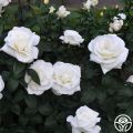 30 Pcs WhiteColour Roses Flower Seeds - 30Pcs Seeds Seeds.