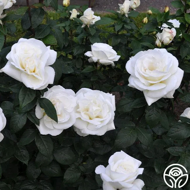 30%20Pcs%20WhiteColour%20Roses%20Flower%20Seeds%20-%2030Pcs%20Seeds%20Seeds%20-%20Image%204